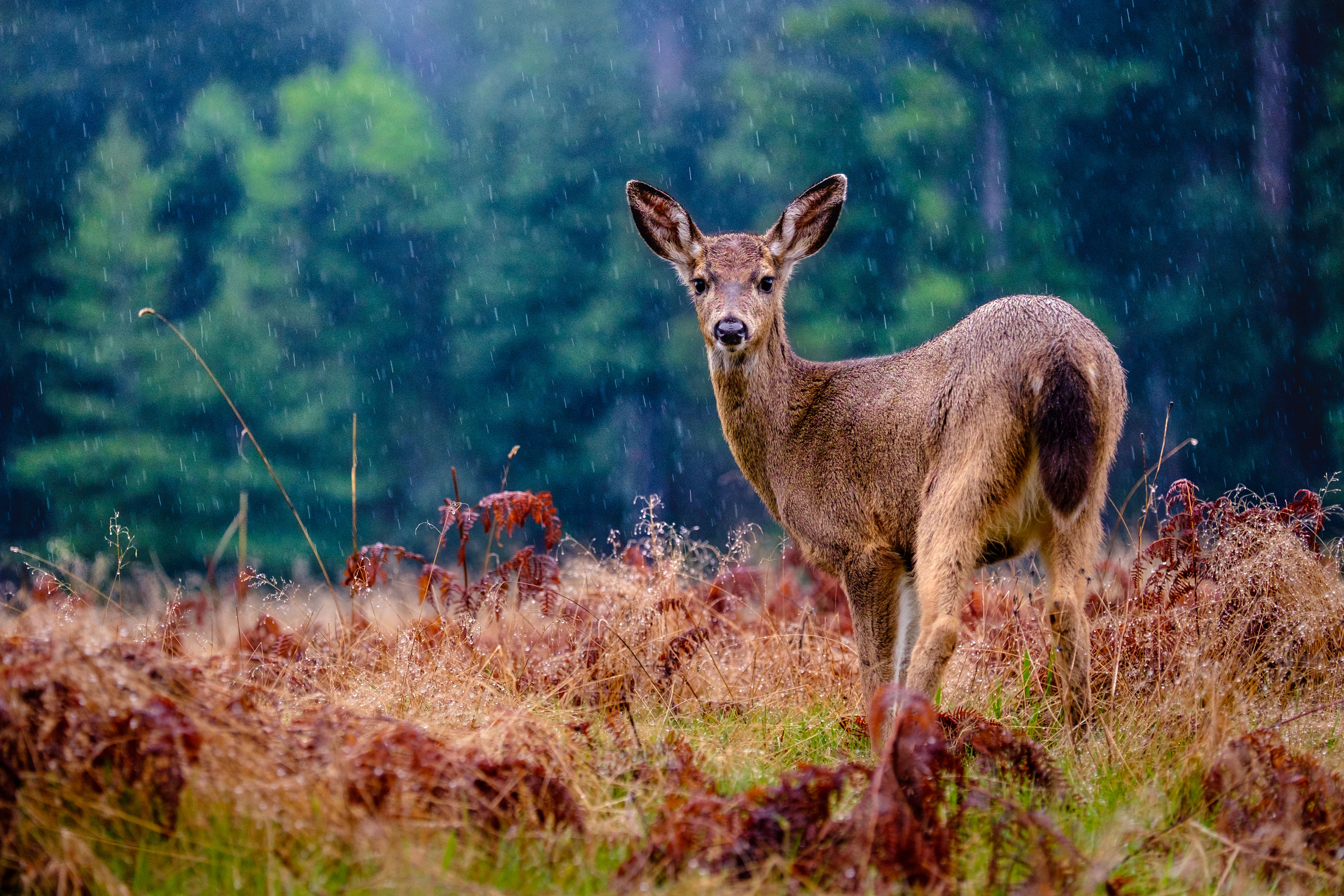 Deer in rain on plain