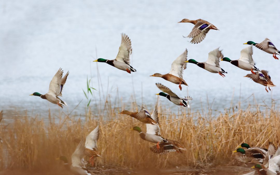 Duck Hunting: Decoys, Calls, and Effective Techniques