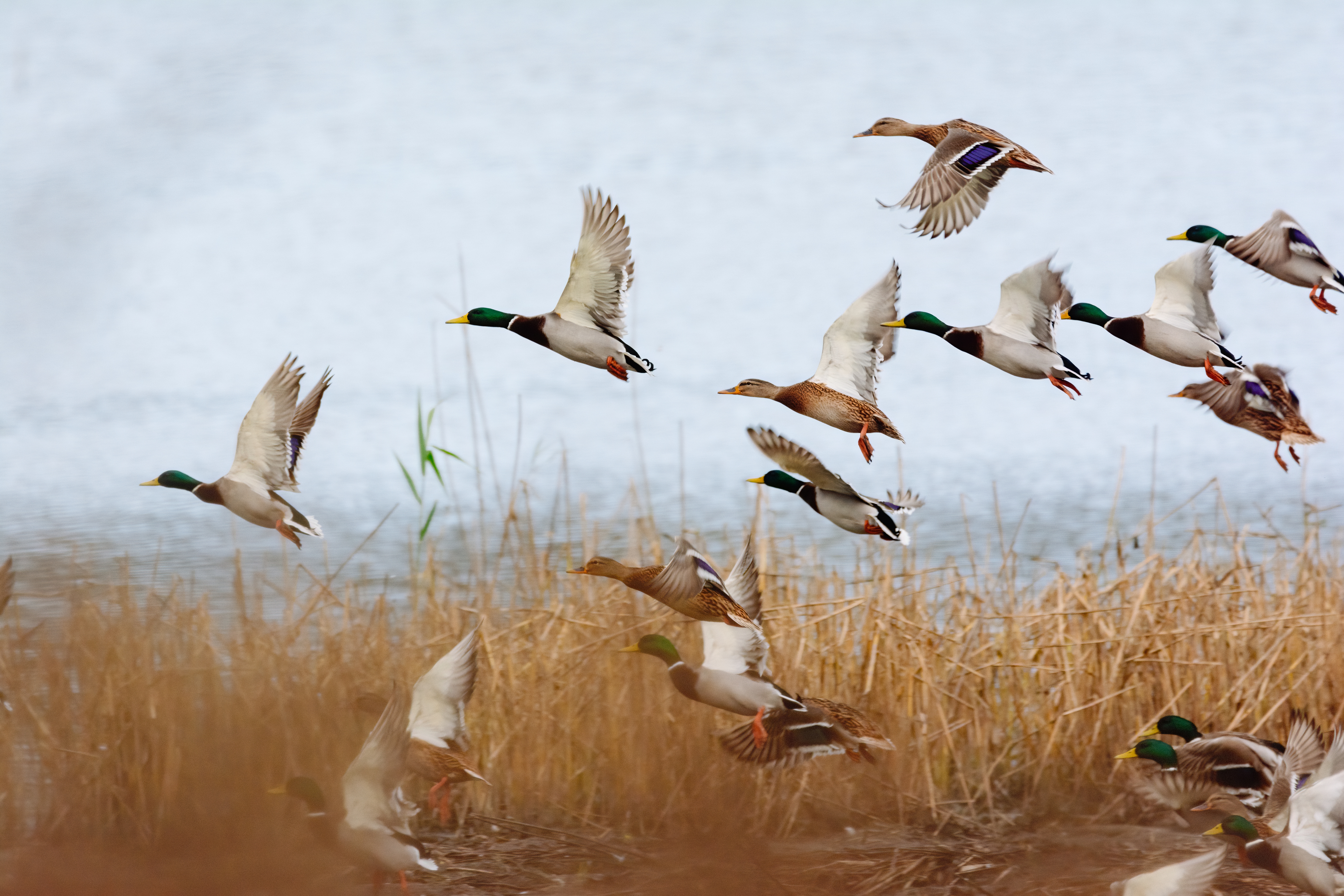 Flying mallards