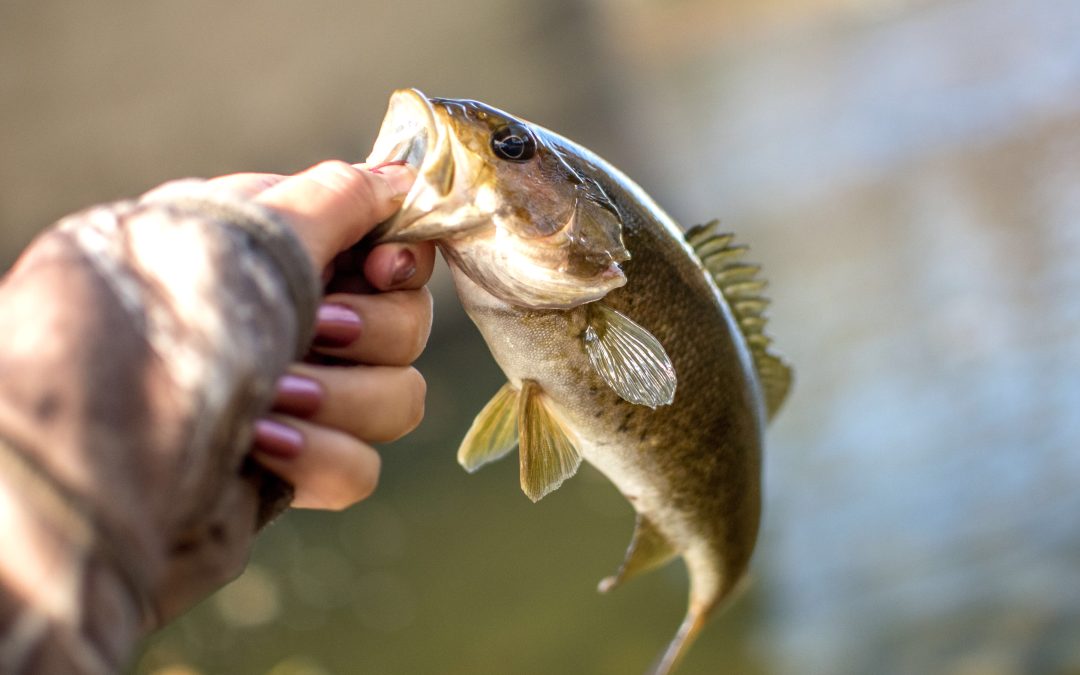 Bass Fishing Secrets: Lures, Baits, and Techniques for Trophy Bass